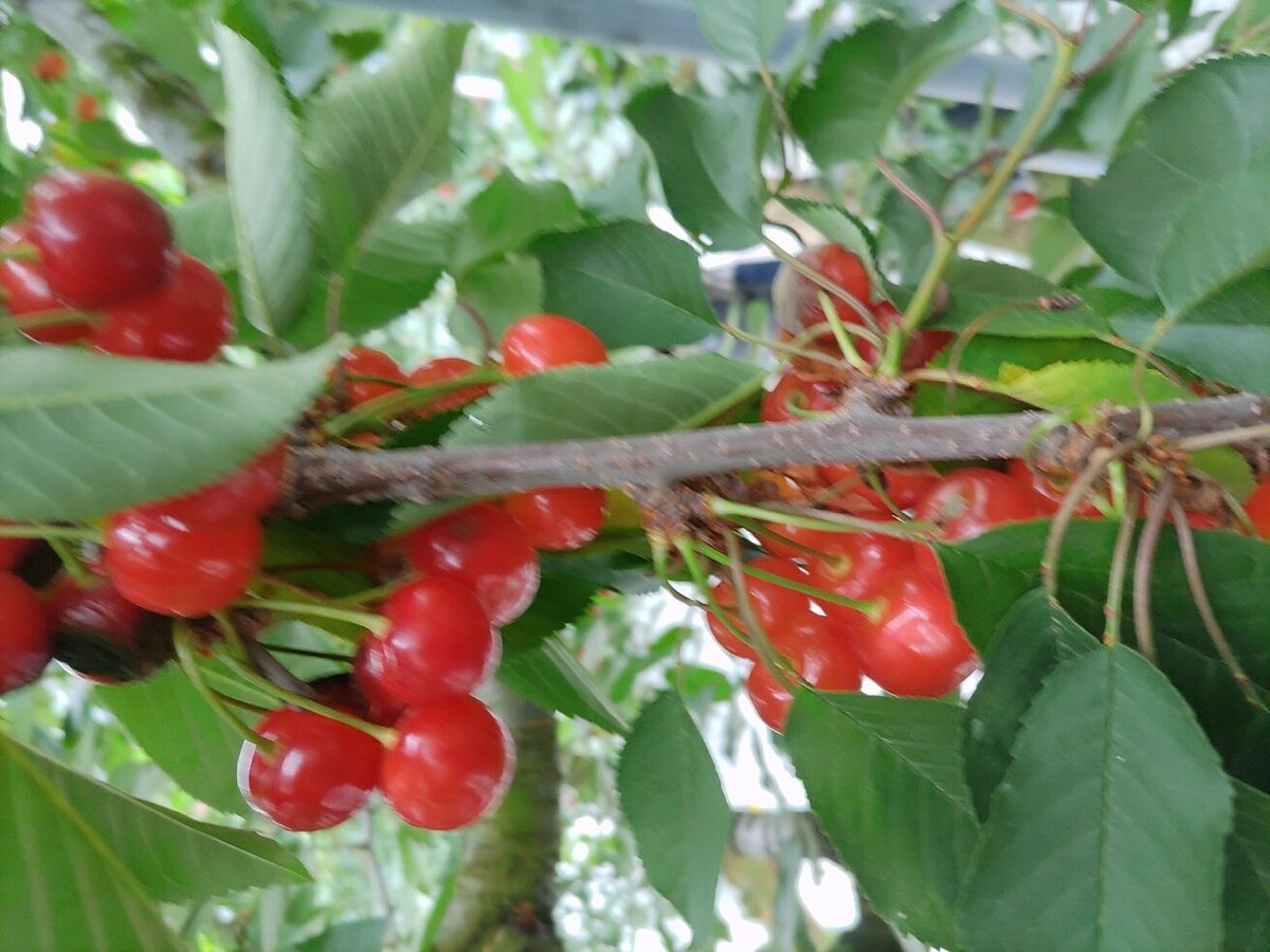 🍑 마루세이 과수원(마루세이 카주엔) 이미지 1